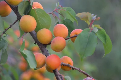 L'agriculture durable face aux défis climatiques : solutions innovantes pour 2026