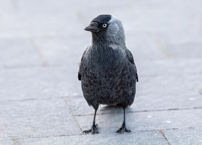 Adaptation climatique : pourquoi la conservation des espèces est notre meilleur bouclier